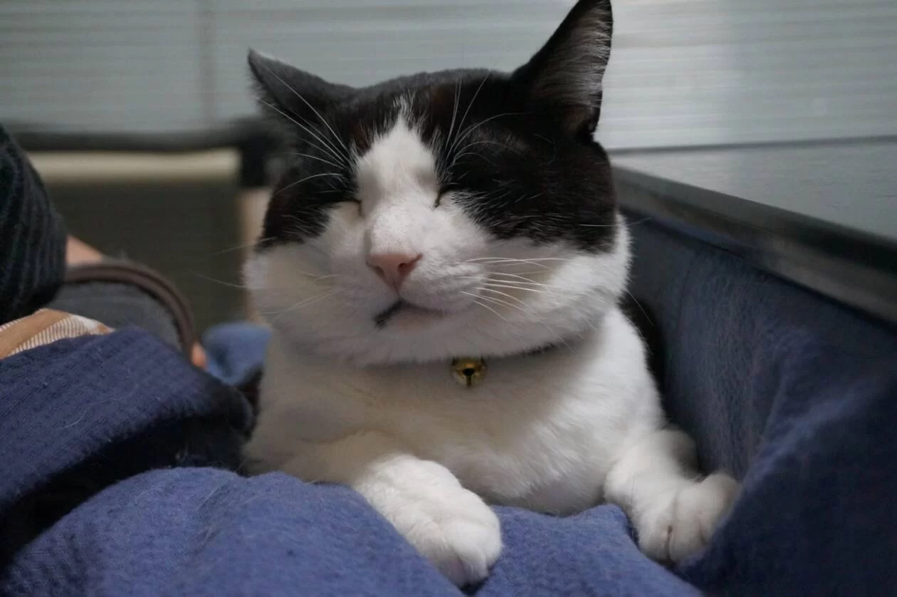 モモの画像